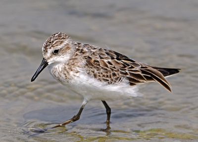 Semipalmated Sandpiper