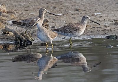 Short-billed Dowitcher