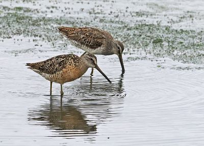 Short-billed Dowitcher