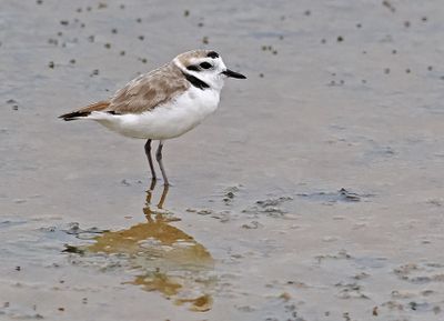 Snowy Plover