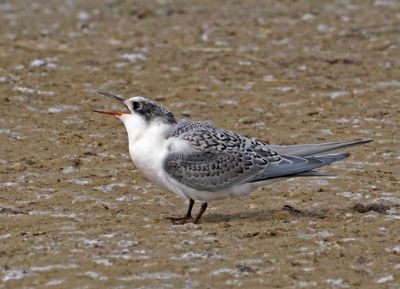 South American Tern