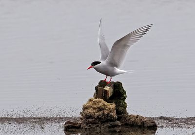 South American Tern