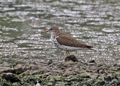 Spotted Sandpiper