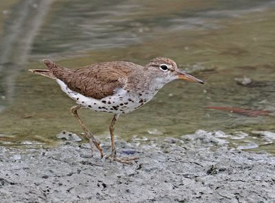 Spotted Sandpiper