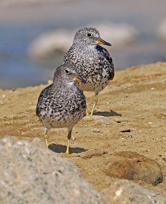 Surfbirds
