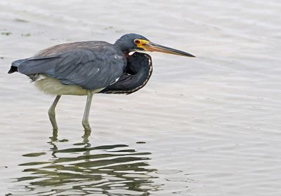 Herons