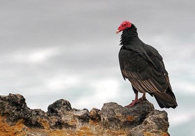 New World Vultures