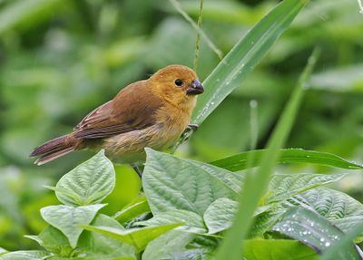 Variable Seedeater