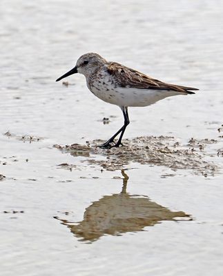 Waders-Calidris