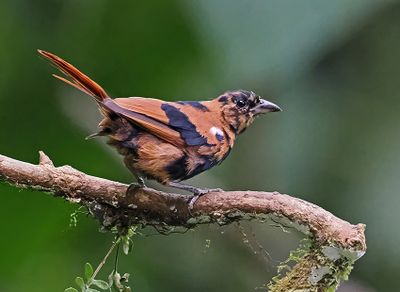 White-lined Tanager