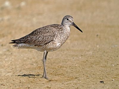 Waders