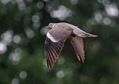 Wood Pigeon