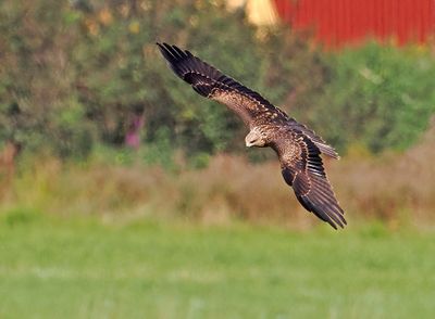 Black Kite