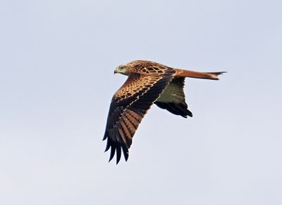 Red Kite