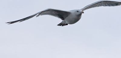 Gulls
