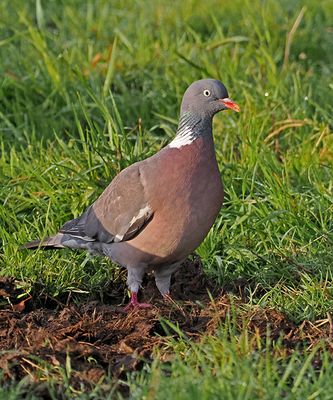 Pigeons