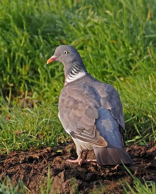 Pigeons