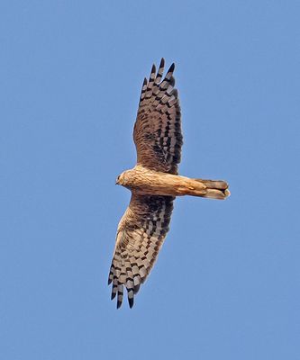 Hen Harrier