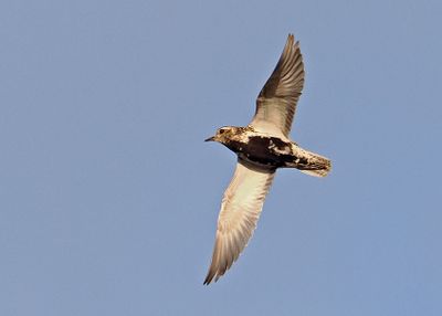 Eurasian Gloden Plover
