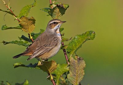 Bluethroat