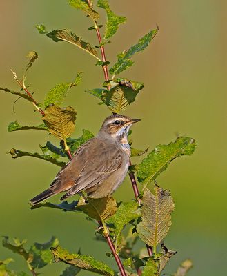 Bluethroat