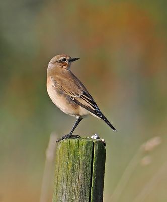 Northern Wheatear