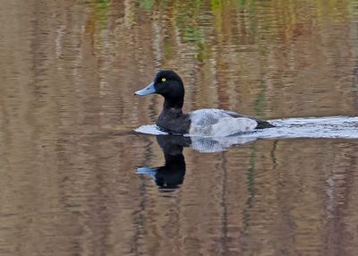Greater Scaup