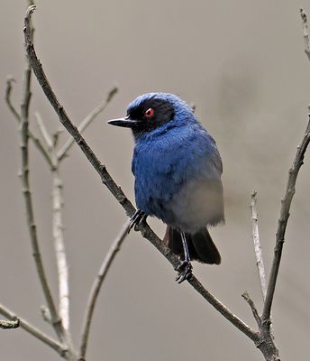 Masked Flowerpiercer