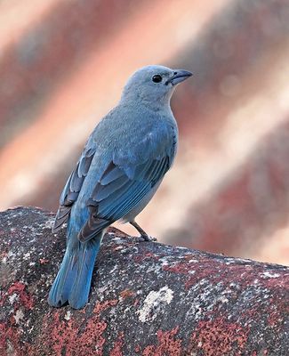 Sayaca Tanager