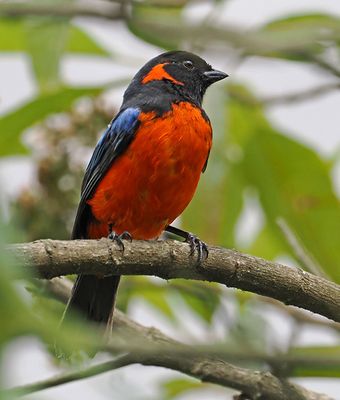 Scarlet-bellied Mountain-Tanager