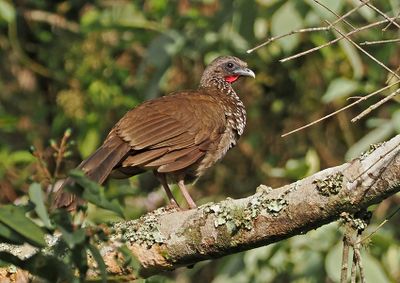 Speckled Chachalaca