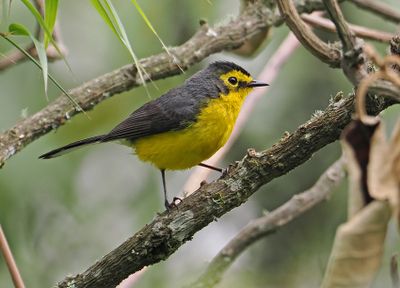 Spectacled Whitestart