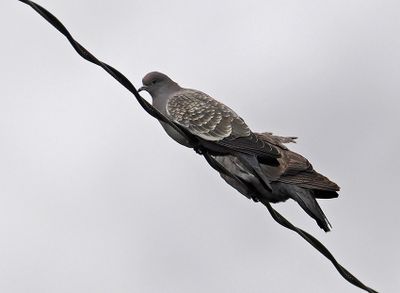 Spot-winged Pigeon