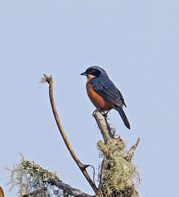Chestnut-bellied Mountain-Tanager