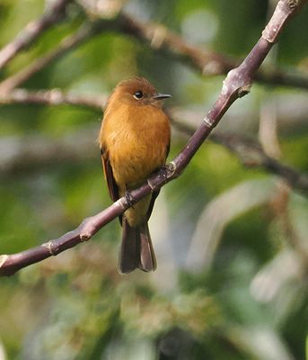 Cinnamon Flycatcher