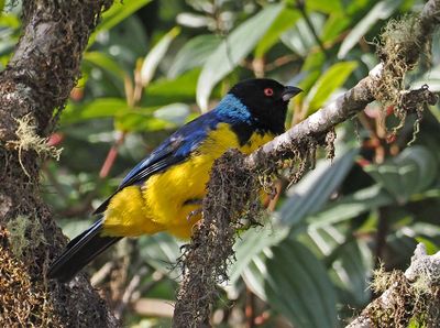 Hooded Mountain-Tanager