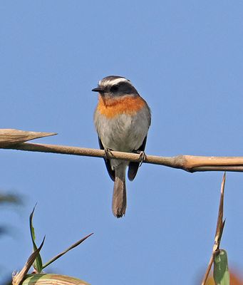 Rufous-breasted Chat-Tyrant