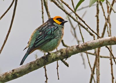 Saffron-crowned Tanager