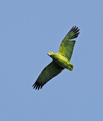 Scaly-naped Amazon