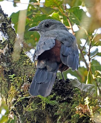 Scimitar-winged Piha