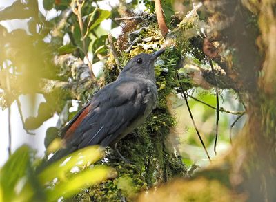 Scimitar-winged Piha