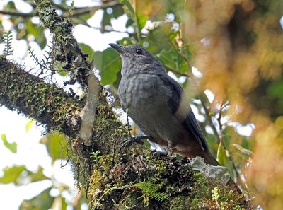 Scimitar-winged Piha
