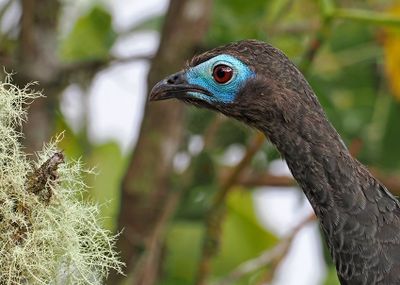 Sickle-winged Guan
