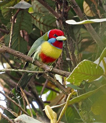 Versicolored Barbet