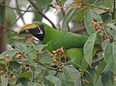 Black-throated Toucanet