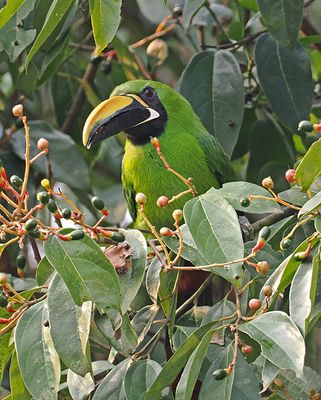 Black-throated Toucanet