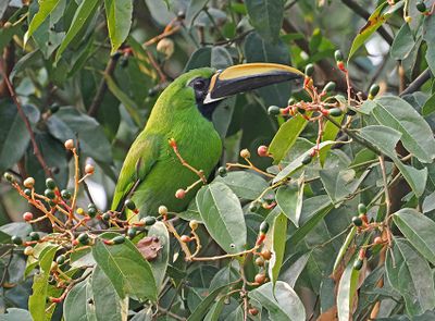 Black-throated Toucanet