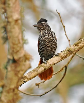 Chestnut-backed Antshrike