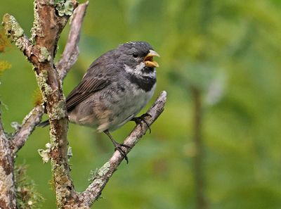 Double-collared Seedeater