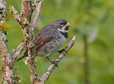 Double-collared Seedeater
